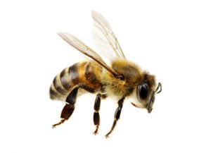 Bees - Perfection Pest Management - Indianola, Iowa