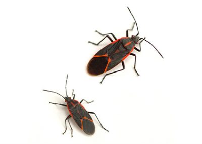 Boxelder Bugs - Perfection Pest Management - Indianola, Iowa