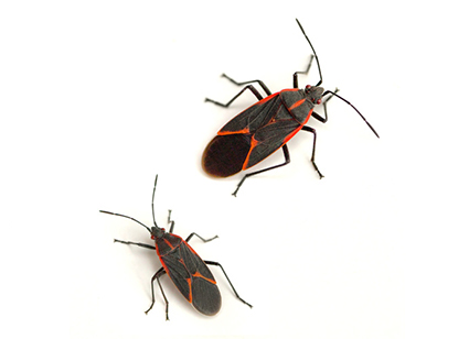 Box Elder Bugs