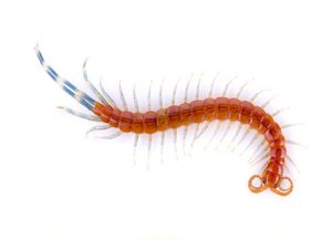 Centipedes - Perfection Pest Management - Indianola, Iowa