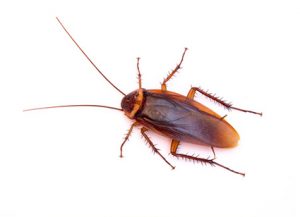 Cockroaches - Perfection Pest Management - Indianola, Iowa