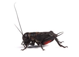 Crickets - Perfection Pest Management - Indianola, Iowa