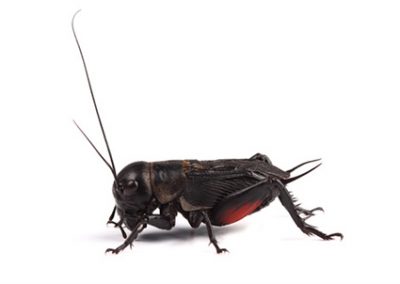 Crickets - Perfection Pest Management - Indianola, Iowa