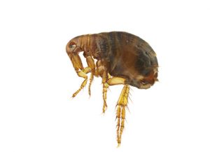 Fleas - Perfection Pest Management - Indianola, Iowa