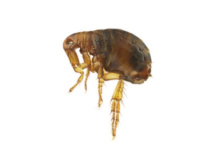 Fleas - Perfection Pest Management - Indianola, Iowa