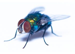 Flies - Perfection Pest Management - Indianola, Iowa