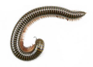 Millipedes - Perfection Pest Management - Indianola, Iowa