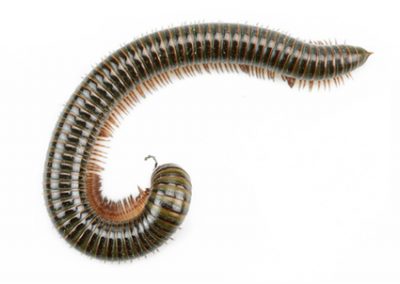 Millipedes - Perfection Pest Management - Indianola, Iowa