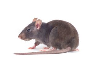 Rats - Perfection Pest Management - Indianola, Iowa