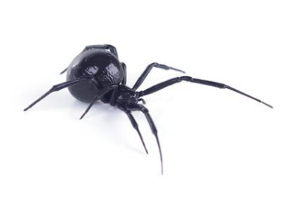 Spiders - Perfection Pest Management - Indianola, Iowa