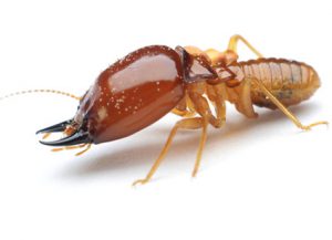 Termites - Perfection Pest Management - Indianola, Iowa