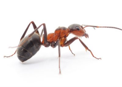 Ants - Perfection Pest Management - Indianola, Iowa