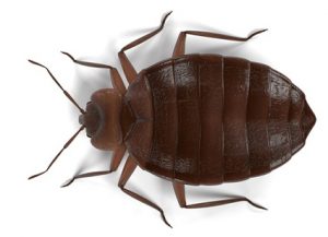 Bed Bugs - Perfection Pest Management - Indianola, Iowa
