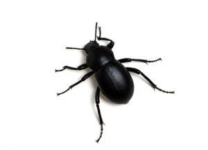 Beetles - Perfection Pest Management - Indianola, Iowa