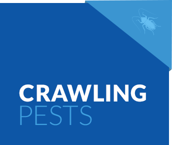 Crawling Pest Services