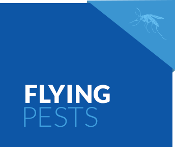 Flying Pest Services