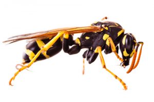 Wasps - Perfection Pest Management - Indianola, Iowa