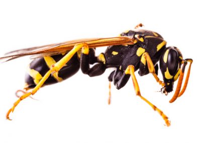 Wasps - Perfection Pest Management - Indianola, Iowa
