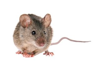 Mice - Perfection Pest Management - Indianola, Iowa
