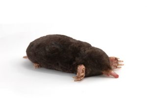 Moles - Perfection Pest Management - Indianola, Iowa