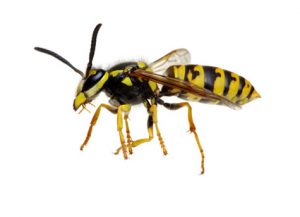 Hornets - Perfection Pest Management - Indianola, Iowa