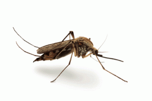 Mosquito - Perfection Pest Management - Indianola, Iowa