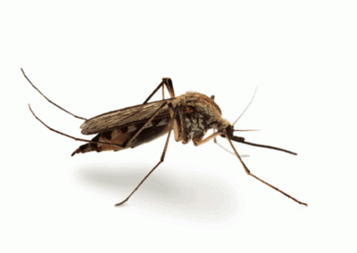 Mosquito - Perfection Pest Management - Indianola, Iowa
